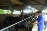Hà Nội phát triển chăn nuôi bò thịt quy mô lớn