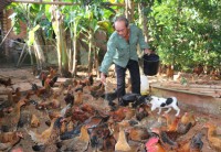 Nghệ An: Hiệu quả từ mô hình chăn nuôi gà thịt an toàn sinh học