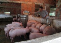 Poverty escapes from pig farming