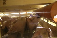 Hung Vuong imported 750 pig breeders from Denmark