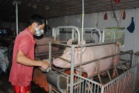Giá lợn sụt giảm, người chăn nuôi lo lắng