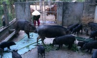 Hiệu quả từ mô hình nuôi lợn “cắp nách”