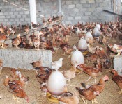 Quảng Trị: Chăn nuôi gà an toàn sinh học