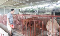 An effective husbandry model in Quang Minh commune