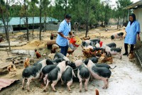 Quảng Ninh: Hiệu quả mô hình nuôi lợn sạch Móng Cái