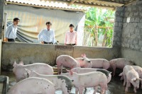 The technology of pig breeding environment.
