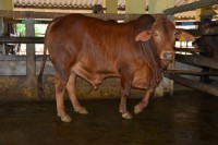Creates promising crossbred beef for Binh Dinh.