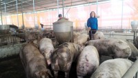 Dong Nai; Pork farmers reduce the herd, avoid losses