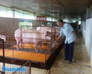Effectiveness of pig production using bio-feed