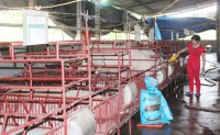 Bảo vệ môi trường trong chăn nuôi: Nhiều chủ trang trại phớt lờ