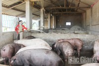 Biogas digesters - Unleash labor power for livestock farmers