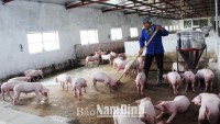 Nam Định - Hải Hậu phát triển chăn nuôi gắn với bảo vệ môi trường