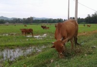 Hoai Nhon develops high quality beef herds