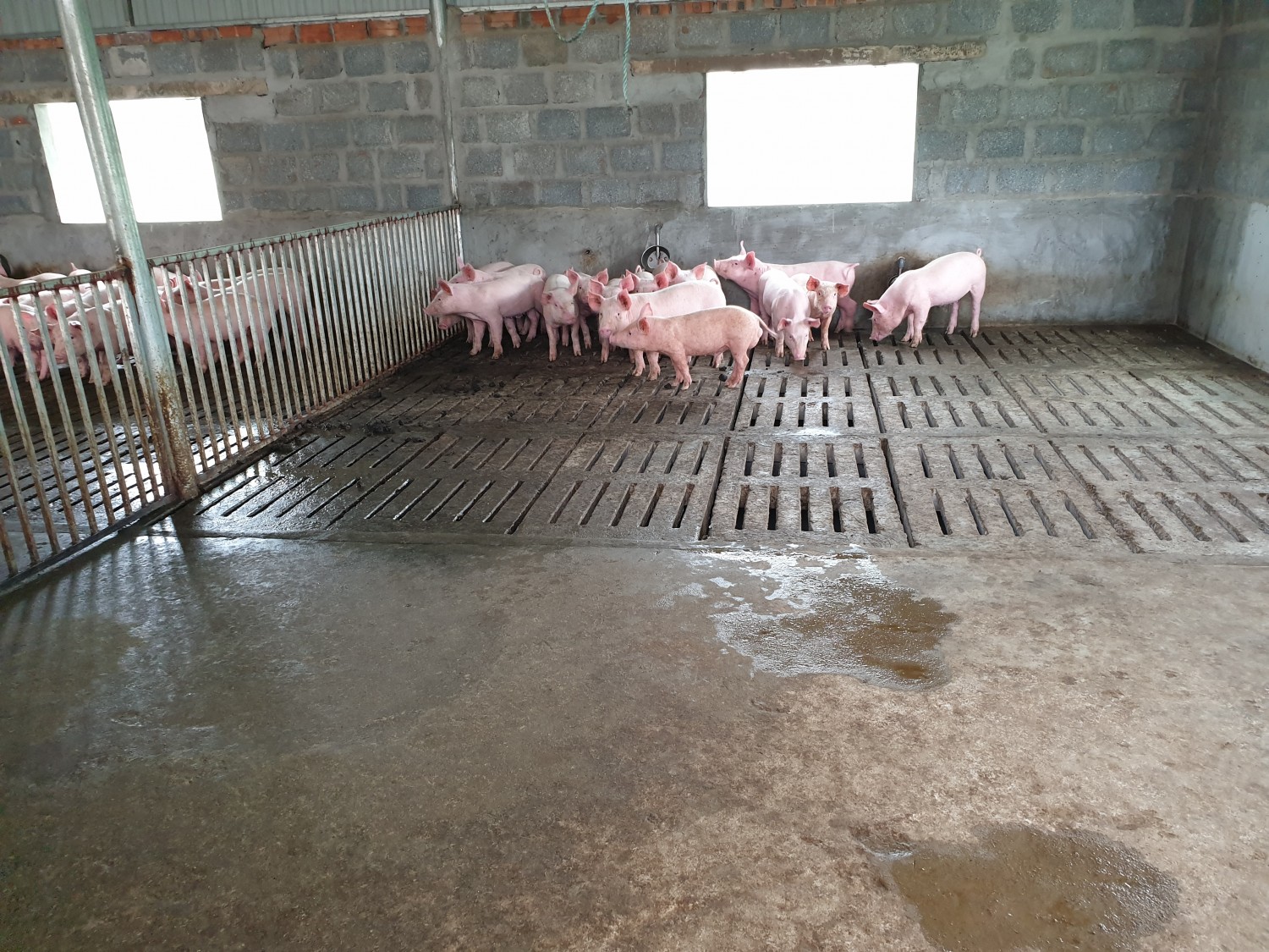 Mô hình chuồng sàn nuôi lợn thịt tiết kiệm nước