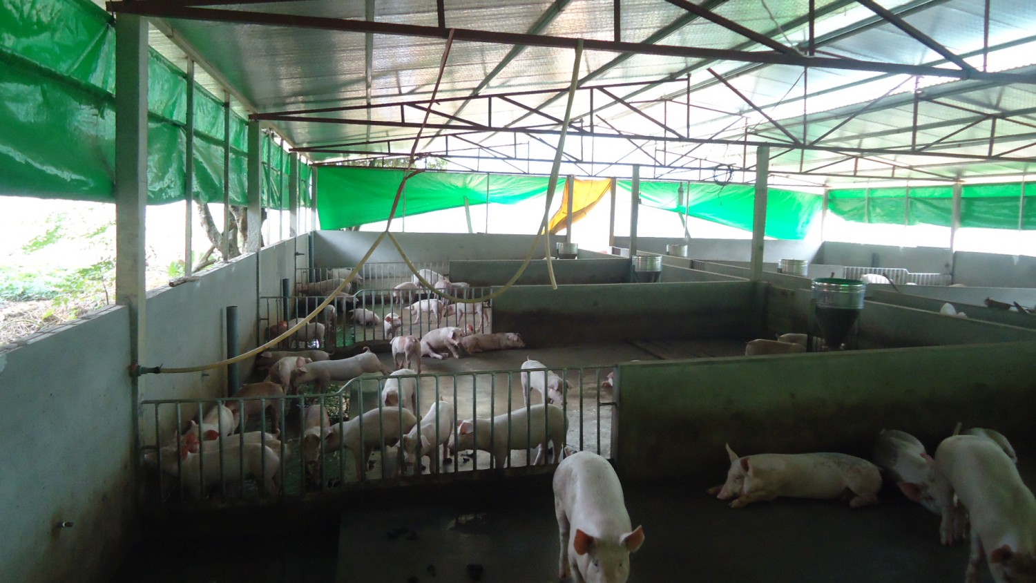 Trang trại chăn nuôi của gia đình ông Đỗ Xuân Thành, thị trấn Phong Hải, huyện Bảo Thắng