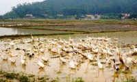 There are 3 outbreaks of H5N1 avian influenza in Nghe An