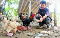 Chicken Eastern Algae "super terrorist" Expensive for Tet holidays