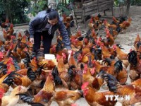 Bac Giang has implemented 3 projects on livestock development