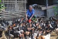 The chicken farming is highly effective