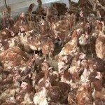Poultry market Tet holiday Chicken waste and intermediary pushing prices