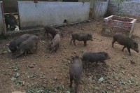 Raising wild boar online for Tet. Half year advance booking, hourly visit
