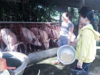 Efficiency from intensive pig production in Hai Le
