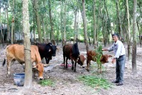 The golden cow breeding model; Helping farmers escape poverty
