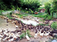 Raising ducks in highland Binh Lieu (Quang Ninh)