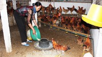 Nam Dinh - Linking the production chain in livestock brings high economic efficiency