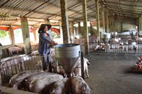 LCASP Project - Support Bac Giang to upgrade animal waste disposal facilities.