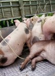 Vinh Long - Getting water pump fruit weight gain 14 pigs
