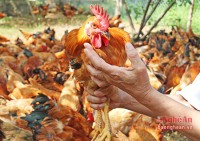 VietGAP chicken raising highly effective in Anh Son (Nghe An)