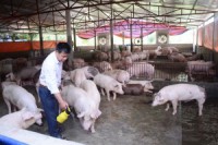 VietGAHP pigs increasingly 'shrunk'