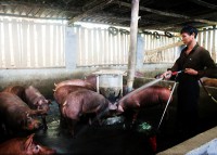 Porkers risk losing the Lunar New Year