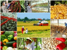 Thủ tướng Chính phủ chỉ thị đẩy mạnh tái cơ cấu ngành nông nghiệp