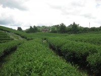 MNPB Agriculture   Forestry Science and Technology Institute; Three main tea varieties for production in 2016-2025