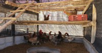 Poultry farm "toxic, strange" Lang