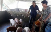 Ben Luc (Long An)  Pig slightly price, farmers have difficulty