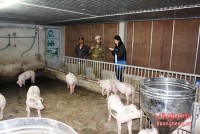 Nông dân Nghệ An "điêu đứng" vì lợn hơi rớt giá thảm