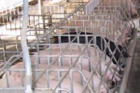 Pigs fall, farmers lose money
