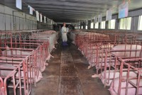 It is time to brake pig raising and stop expanding feed mill?