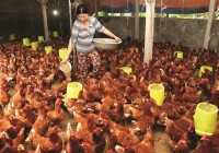Poultry herbsx3; New opportunities for livestock farmers