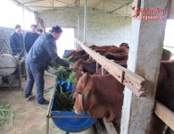 Nghe An; Promote animal husbandry to source clean goods