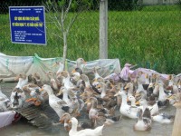 Prospects for raising ducks in Long An