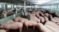 Support the stable development of pig production