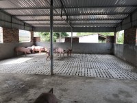 Công nghệ chăn nuôi lợn thịt không xả thải ra môi trường nhằm giảm thiểu ô nhiễm môi trường