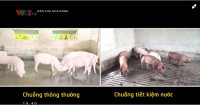 Phóng sự VTV2- Mô hình chăn nuôi lợn tiết kiệm nước