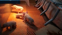 Trung Quốc mở rộng mô hình nuôi lợn 'hạnh phúc'