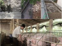 Từ ngày 20/4/2021: Vi phạm quy định về xử lý chất thải chăn nuôi sẽ bị phạt đến 20 triệu đồng
