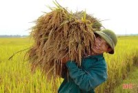 Đề án một triệu ha lúa giảm phát thải - Cơ hội và thách thức